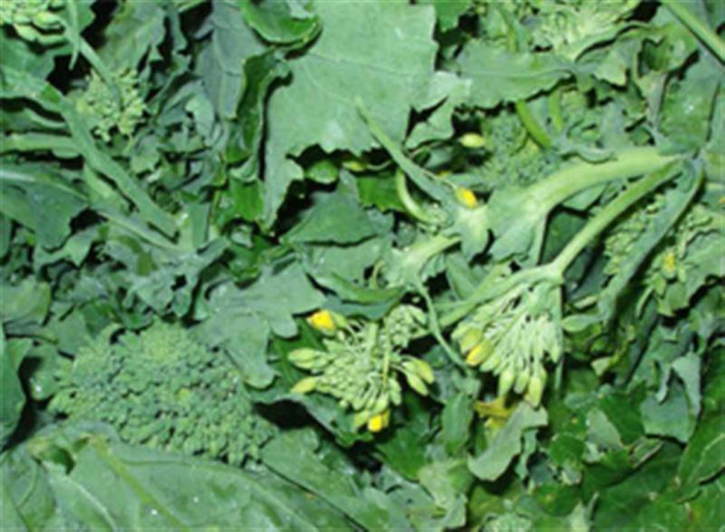 Heirloom Cima di rapa green sprouting broccoli